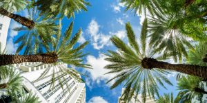 Miami Beach cityscape behind palm trees, the best place to try Floridian delicacies.