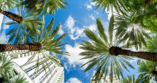 Miami Beach cityscape behind palm trees, the best place to try Floridian delicacies.