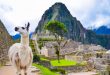 White lama standing in Machu Picchu lost city ruins in Peru. If you are there, you can't miss the chance to eat in Cusco.