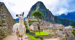 White lama standing in Machu Picchu lost city ruins in Peru. If you are there, you can't miss the chance to eat in Cusco.