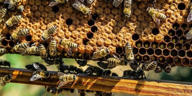 Uses of Beeswax Around the World
