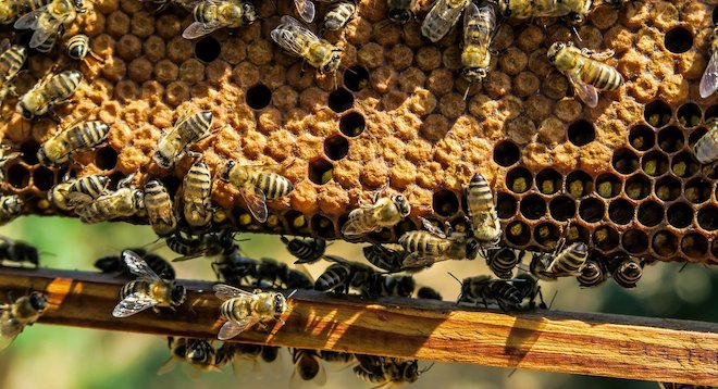 Uses of Beeswax Around the World