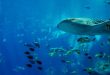 Snorkelling and Diving With Whale Sharks in La Paz, Mexico