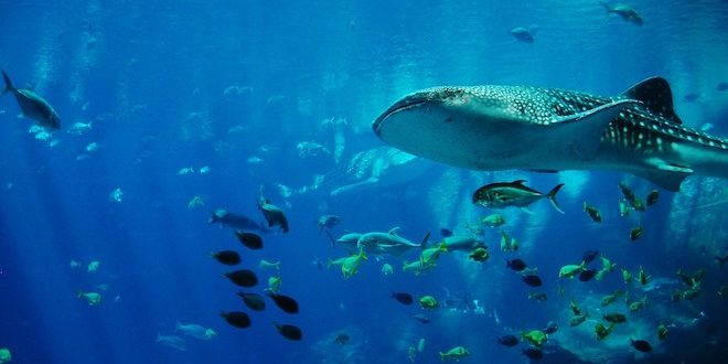 Snorkelling and Diving With Whale Sharks in La Paz, Mexico