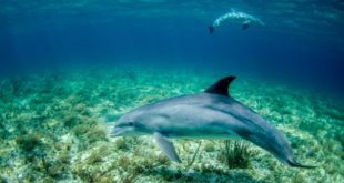 What Not To Miss on Your Dolphin Watching Tour