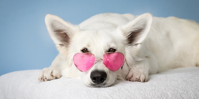 Most Pet-Friendly Destinations In The US