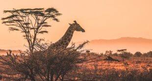 How to Plan a Successful Trip to Kenya