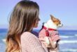 8 Tips to Plan a Safe Beach Vacation with your Dog