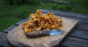 Super easy chicken of the woods recipe