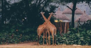 Discovering the Magic of Visiting a Zoo During Your Travels