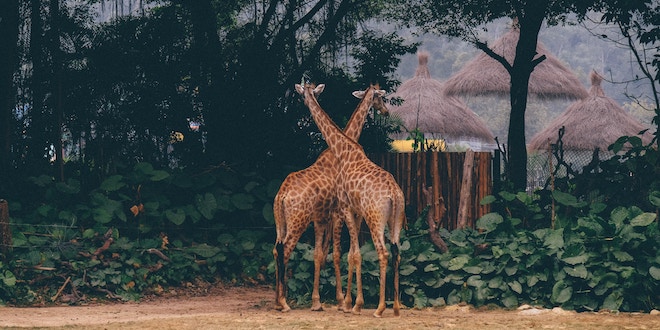 Discovering the Magic of Visiting a Zoo During Your Travels
