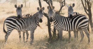 6 Exciting Activities to Enjoy During a Family Safari in Tanzania
