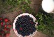 A Guide to Foraging Wild Berries