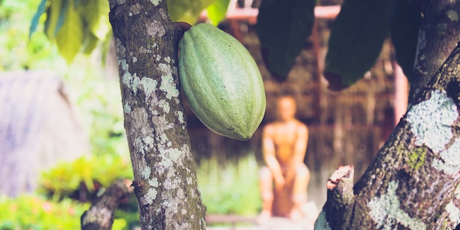 Why Saint Lucia is ideal for chocolate lovers 