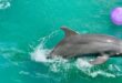 The Magic of Animal Encounters in Miami Seaquarium